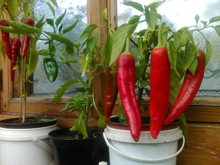 Перец на подоконнике