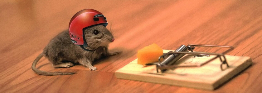 как бороться с грызунами в каркасном доме