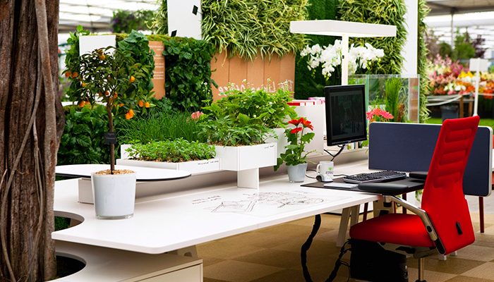 Особенности озеленения интерьера